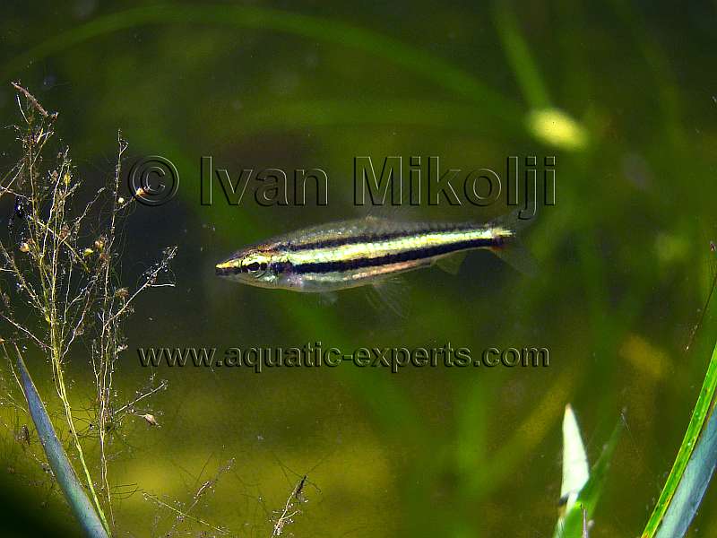 Nannostomus digrammus